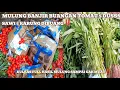 Download Lagu Mulung banjir buangan tomat 5 dus‼️sawi 5 karung😱#mariles #mulung #berkah #pasar #pasarinduk 