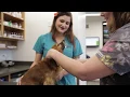Welcome to All Pets Animal Hospital