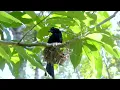 Download Lagu Induk Burung Siring Gunting cantik Melolohi Anak anak nya