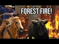 Saving Cattle From a FOREST FIRE