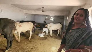 Gousala at New Delhi 