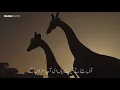 Uchiyaan Dewaraan  | Cinematic Lyrical | Baari 2, Bilal Saeed & Momina Mustehsan