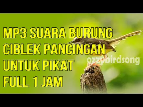 Download MP3 MP3 SUARA BURUNG CIBLEK UNTUK PIKAT || FULL 1 JAM AMPUH