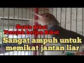 Download Lagu TERBARU suara pikat prenjak betina ribut ampuh liaran jamin nyaut