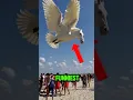 Download Lagu 5 Suara Burung Paling Lucu di Dunia 🤣😂