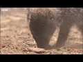 Bombardier Beetle Sprays Acid From Its Rear | Life | BBC Earth