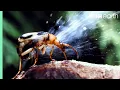 Download Lagu Bombardier Beetle Sprays Acid From Its Rear | Life | BBC Earth
