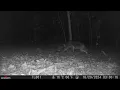Coyote enjoying Abington Ale House Appetizers Good Stuff
