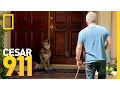 Download All Bark and Hopefully No Bite | Cesar 911 mp4 3gp mp3 videos - waplic