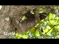 Sloth Sounds