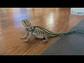 How to make an adjustable for your bearded dragon on a budget
