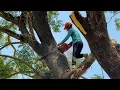 Lagu Skill \u0026 Guts! Cutdown two difficult trees‼️