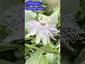 Download Lagu Old man and garden #flowers #nature #passionfruit #gardening