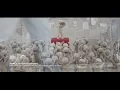 Download Lagu Pesan Penting Rasulullah ﷺ Kepada Para Pemimpin | Khalid Basalamah