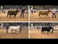 4-H Cattle Judging Example 3 - Market Steers