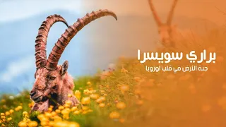 براري سويسرا جنة الأرض في قلب اوروبا كويست عربية Quest Arabiya 