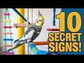 Download Lagu 10 Tanda Tersembunyi yang Menunjukkan Burung Anda Benar-Benar Mempercayai Anda 🐦 (Kebanyakan Pemi...