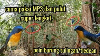 Download cara mikat burung sulingan//tledean pakai MP3 MP3