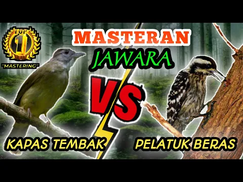 Download MP3 KAPAS TEMBAK VS PELATUK BERAS - Masteran Roll Tembak Speed Rapatt