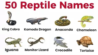Reptile Snake Names in English Learn Animal Vocabulary with Real Examples