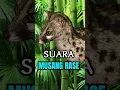 Download Lagu Pikat Suara Musang RASE  #shorts #wantarakicau