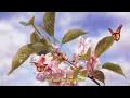 David Morris - "Butterflies" (Official Lyric Visualizer)