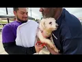 Animal Shelter Free Vaccine and Microchip Pasadena Animal Control and Adoption Center