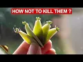 10 TIPS TRICKS TO GROWING SUCCULENTS AND CACTI SUCCULENT CARE TIPS
