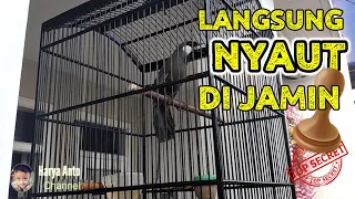 Download suara POKSAY HONGKONG jantan untuk PANCINGAN pohong yg masih diam DI JAMIN langsung NYAUT MP3