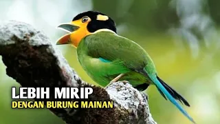 madi valve bird a bird that seems to come out of the world of animation