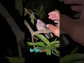 Download Lagu NANGKEP BURUNG PERKUTUT 🐦 akhirnya kena guys #shorts