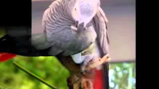 تعليم الببغاء كلمة    بوسة   مدة طويلة مكرر   دندنها