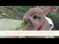 Download Lagu Top 10 Most Popular Rabbit Breeds in Malaysia