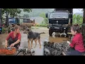 Download Lagu Genius Girl Challenge: Repareer en restaureer een vrachtwagenmotor, een reddingsactie langs de weg