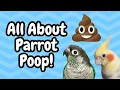 All About Parrot Poop Bird Health BirdNerdSophie
