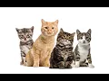 The Story of Polydactyl Cats for YouTube