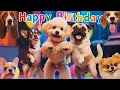 Happy Birt ay Song with Cute Dogs for All Ages