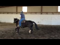 NNCC Saddle Horse Adoption Feb 2017 -