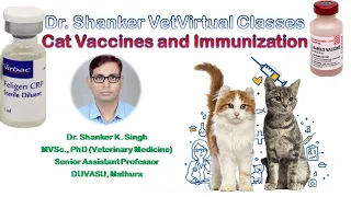 Kittens Cat Vaccination Immunization of cats