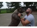 My xxl pitbulls all playing together no fight