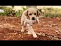 Download Lagu Shocking! Met a dog 🐕 moving her pups in the mountains—3 days later, we became a family 🐶❤️
