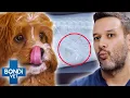 Can Sharp Chicken Bone Pass Through Pup s Insides With No Harm Bondi Vet Clips Bondi Vet