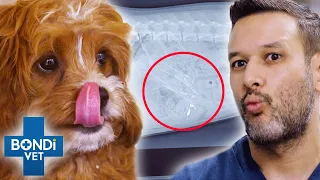 Can Sharp Chicken Bone Pass Through Pup s Insides With No Harm Bondi Vet Clips Bondi Vet