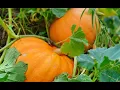 Drawing Overlapping Pumpkins