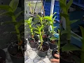 Download Lagu Split Anggrek Dendrobium Jadi Banyak #anggrek #orchid #repotting #shorts