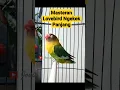 Download Lagu Masteran Lovebird ngekek Panjang #lovebirdngetikpanjang #lovebirdngekekpanjang #lovebirds