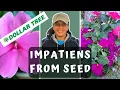 Grow Impatiens From Seed Sowing Planting Dollar Tree Impatiens Seeds Budget Gardening