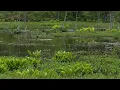 Norikura Highlands: Summer Shower at Dojo Pond [4K]