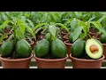 Download Lagu Can You Grow a Tree with Just Kitchen Stuff? avocado pruning grafting techniques
