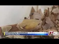 Copperheads take over NC neighborhood